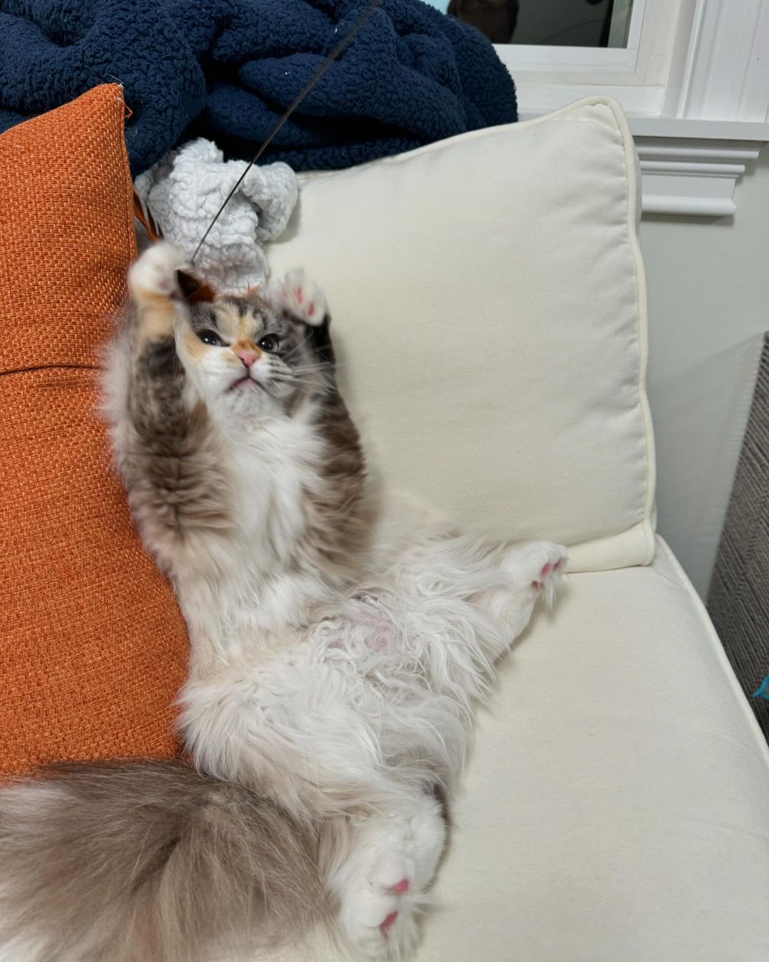 A picture of a really cute cat